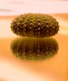 urchin shell